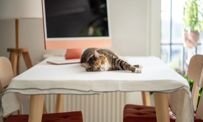 pet friendly home