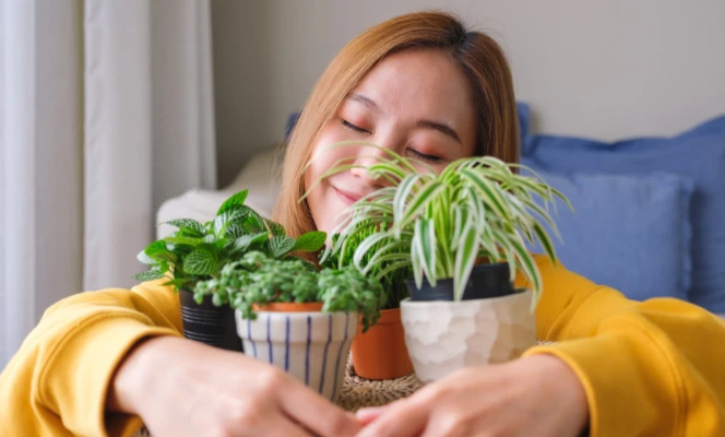 Simple and Easy Care Tips for Your Indoor Plants